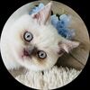 mishakendall1